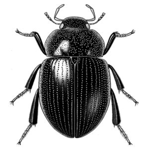 New Zealand Insects - Cylomissus  Design