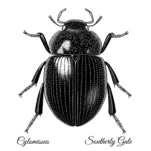 New Zealand Insects - Cylomissus  Design