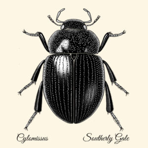 New Zealand Insects - Cylomissus  Design