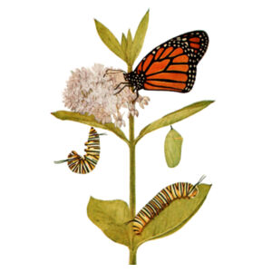 Monarch Design