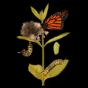 Monarch Design