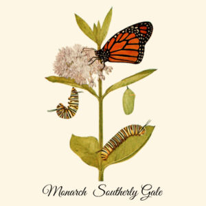 Monarch Design