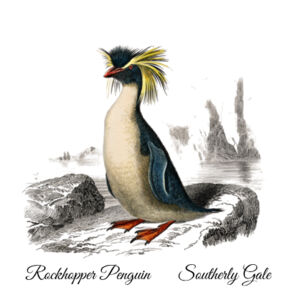 Rockhopper Penguin Design