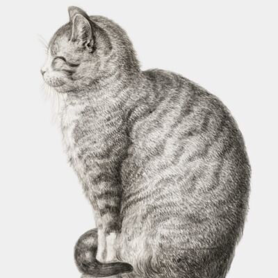 Illustration by Jean Bernard digitally enhanced by rawpixel com 177 transformed  1  Thumbnail