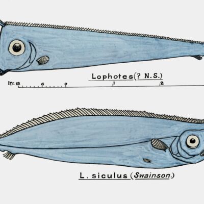 Southern Pacific fishes illustrations by F E  Clarke 109  3  Thumbnail
