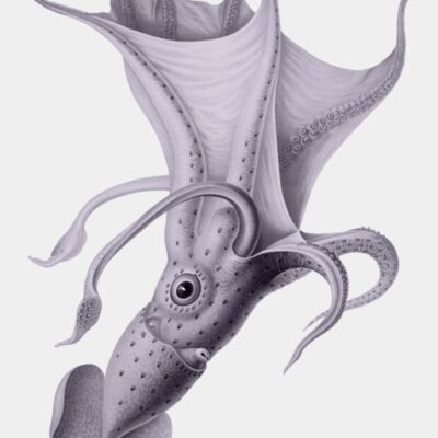 Histioteuthis bonellii1 3  Thumbnail