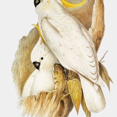 image from rawpixel id 321521 jpeg  1  transformed Thumbnail