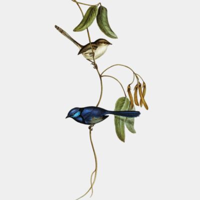 image from rawpixel id 321167 jpeg  1  transformed Thumbnail