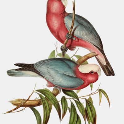 image from rawpixel id 327842 jpeg  1  transformed Thumbnail