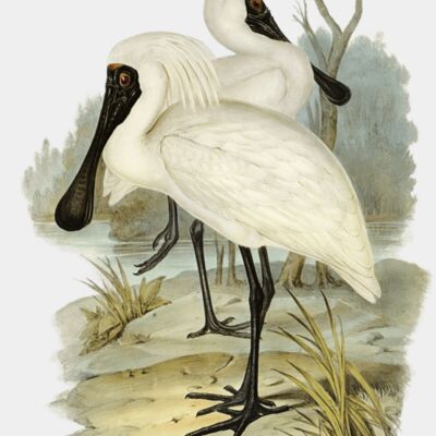 image from rawpixel id 321729 jpeg  1  transformed  1  Thumbnail