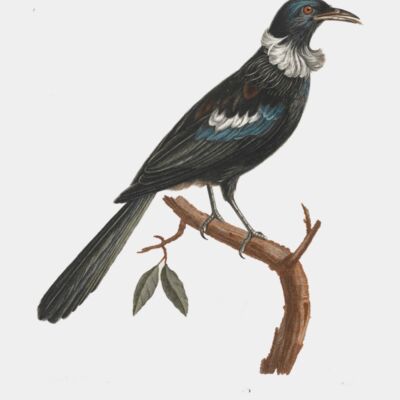 lossy page1 2912px Prosthemadera novae seelandiae   1796 1808   Print   Iconographia Zoologica   Special Collections University of Amsterdam   UBA01 IZ19200027 transformed Thumbnail