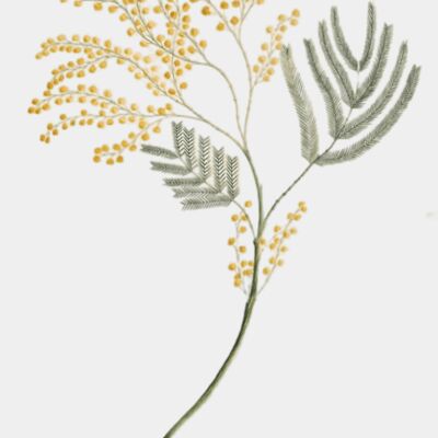 SLNSW 812966 untitled record transformed Thumbnail