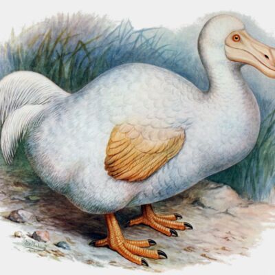 Dodo reunion Rothschild  1  1   1  Thumbnail