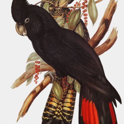 Bird illustration by Elizabeth Gould for Birds of Australia digitally enhanced from rawpixels own facsimile book348 transformed  1  Thumbnail