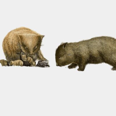 King Island wombats transformed  1  Thumbnail