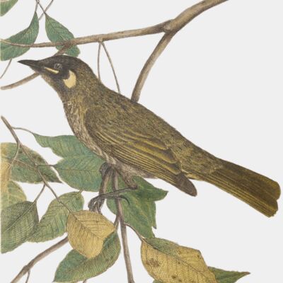 31554364627 331b276413 o transformed  1  Thumbnail