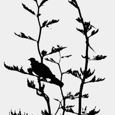 tui in flax vector Thumbnail