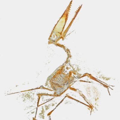 Germanodactylus spec 01  1  2   1  Thumbnail