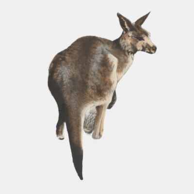 Mammals of Australia  Krefft  Nlaobj 33627803 11 The Kangaroo transformed  2  Thumbnail