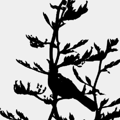 tui in flax 4 Thumbnail