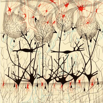 Camillo Golgi s image of a dog s olfactory bulb  detail 2   1  Thumbnail