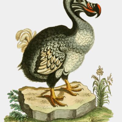 Gemeinn zzige Naturgeschichte des Thierreichs  Plate 89   6008539857  Thumbnail