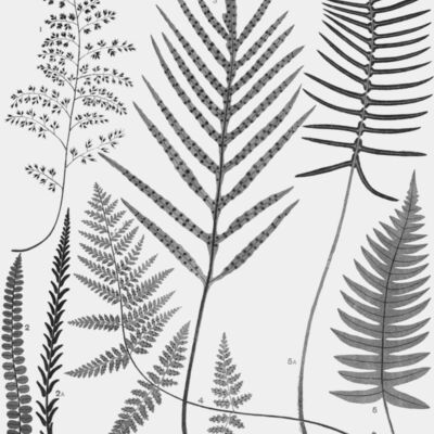 The ferns of New Zealand and its immediate dependencies  with directions for their collection and cultivation  1890   20540361058  2  Thumbnail