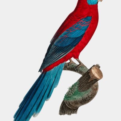 crimson rosella image from rawpixel id 554727 jpeg  1  transformed  1   2  Thumbnail