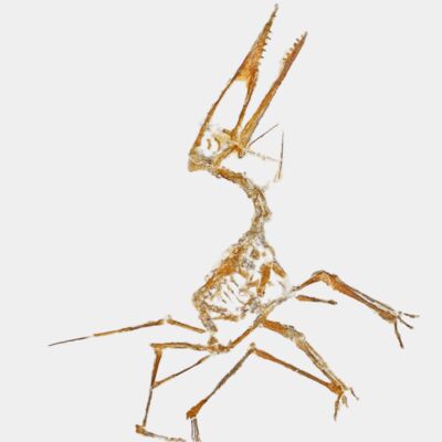 Germanodactylus spec 01 transformed Thumbnail