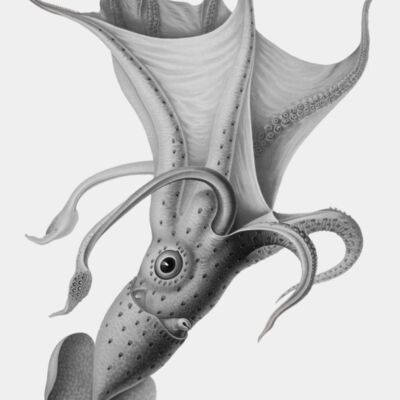 Histioteuthis bonellii1 transformed Thumbnail