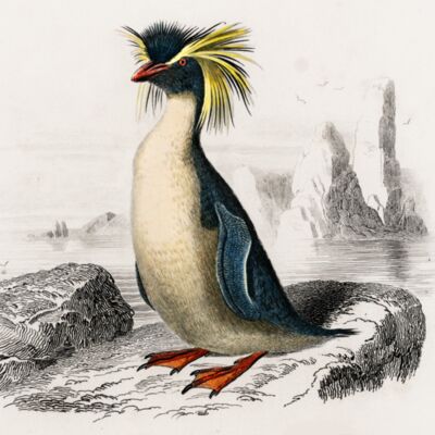 Eudyptes chrysocome  Rockhopper penguin   Diomedeidae  Albatross  Thumbnail