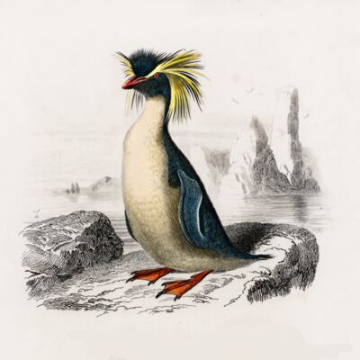 Eudyptes chrysocome  Rockhopper penguin   Diomedeidae  Albatross  1  Thumbnail