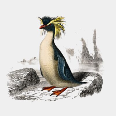 Eudyptes chrysocome  Rockhopper penguin   Diomedeidae  Albatross  1  Thumbnail