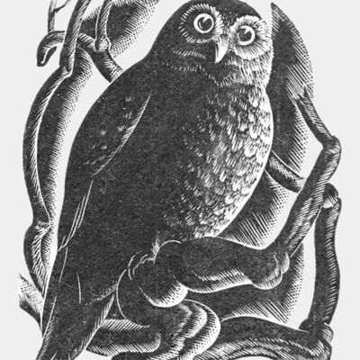 ruru black and white  1  Thumbnail