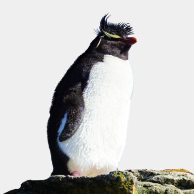 Southern Rockhopper Thumbnail