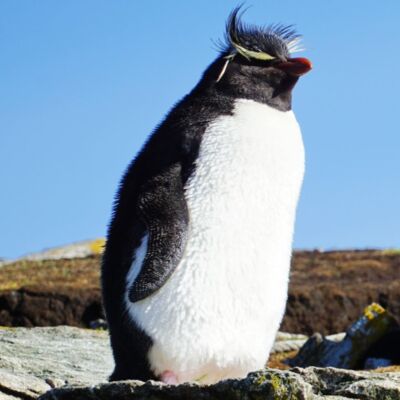 Southern rockhopper penguin  51051934047   1  Thumbnail