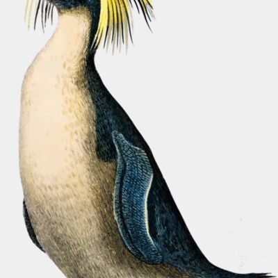 rockhopper penguin eudyptes chrysocome illustrated by charles dessalines d orbigny 1806 1876 Thumbnail